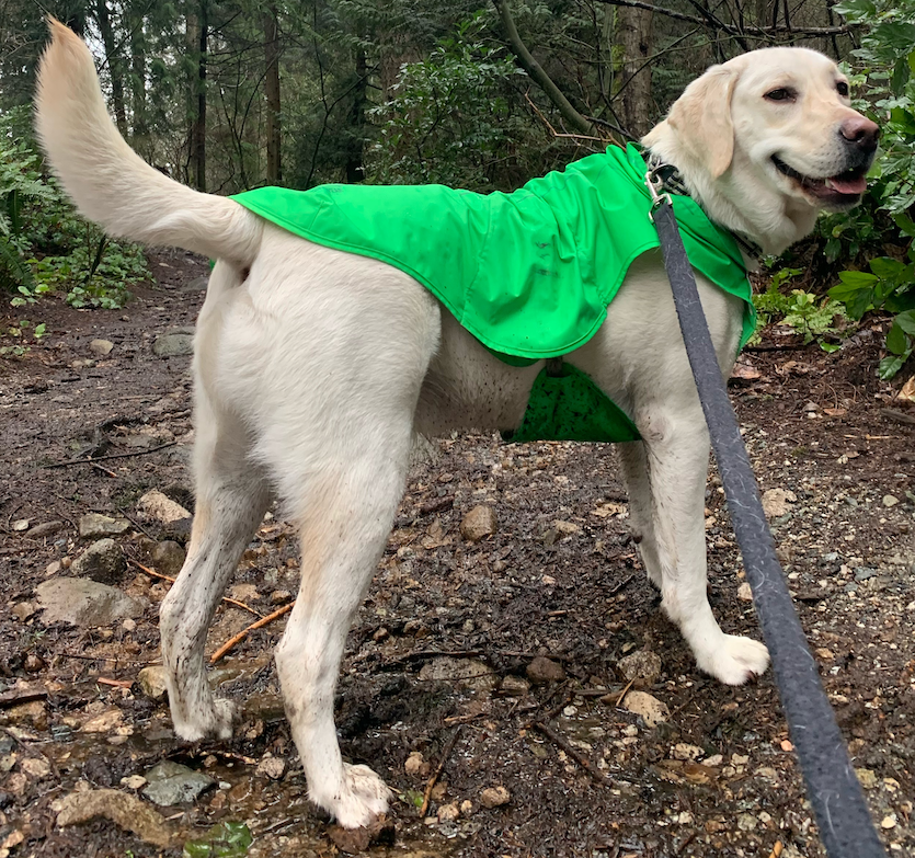 walk walk
